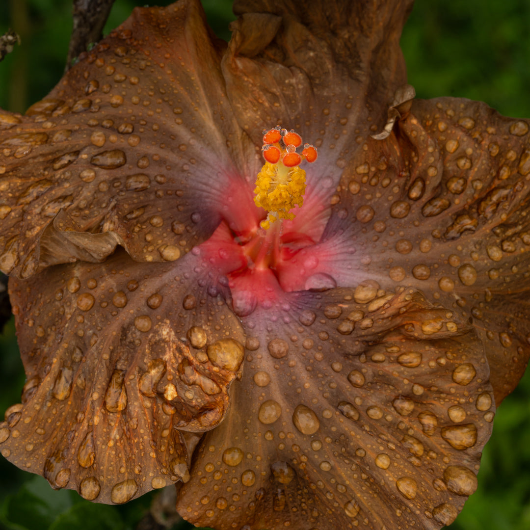 Dark Chocolate Decadence