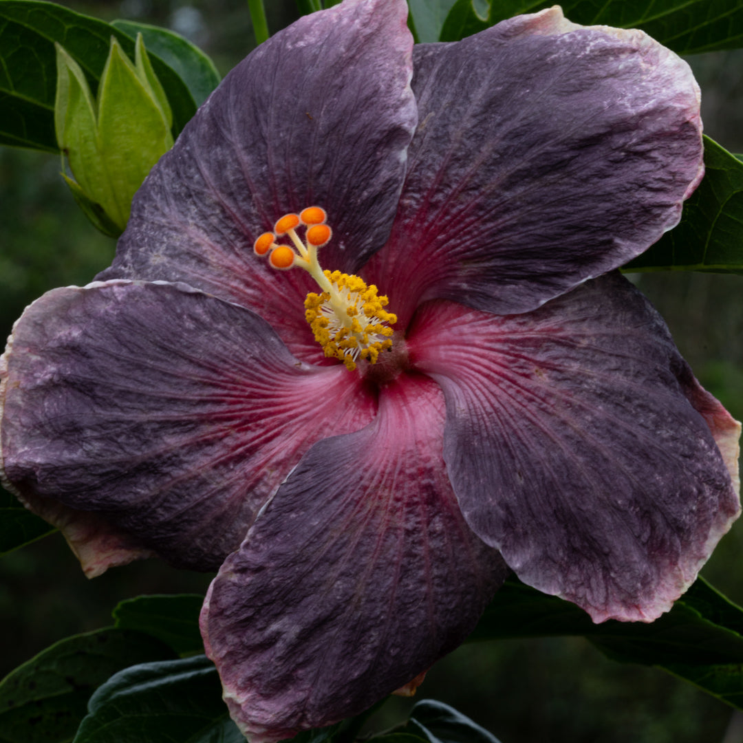 Tahitian Purple Epiphany