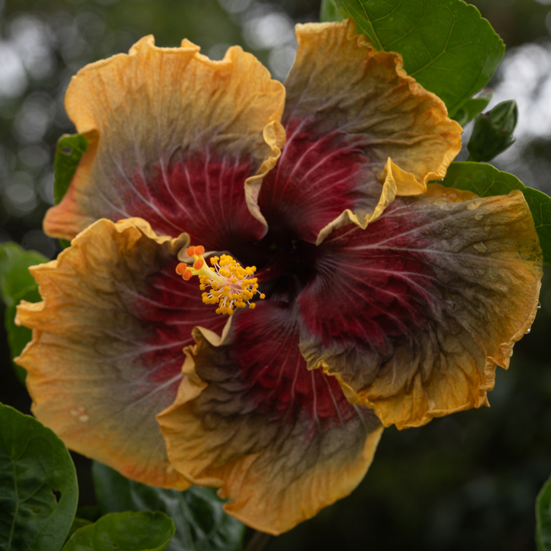 Tahitian Purple Passion