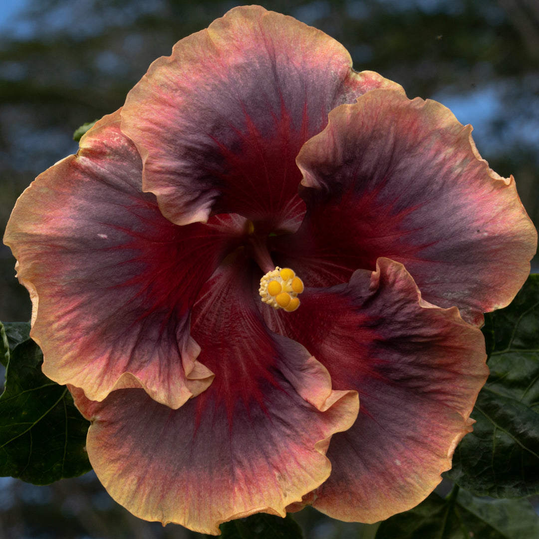 Taiwan Dancing Queen