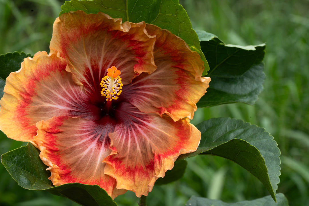 How to grow tropical Hibiscus from seed.