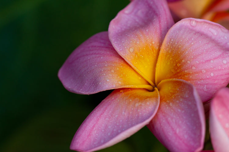 Plumeria