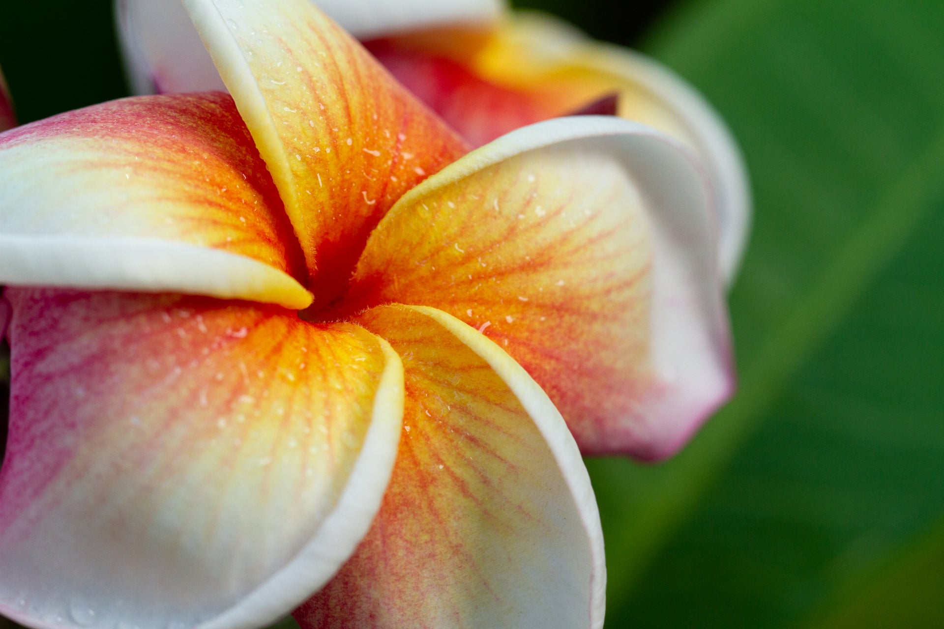 Load video: J105 Plumeria Blooming Time Lapse