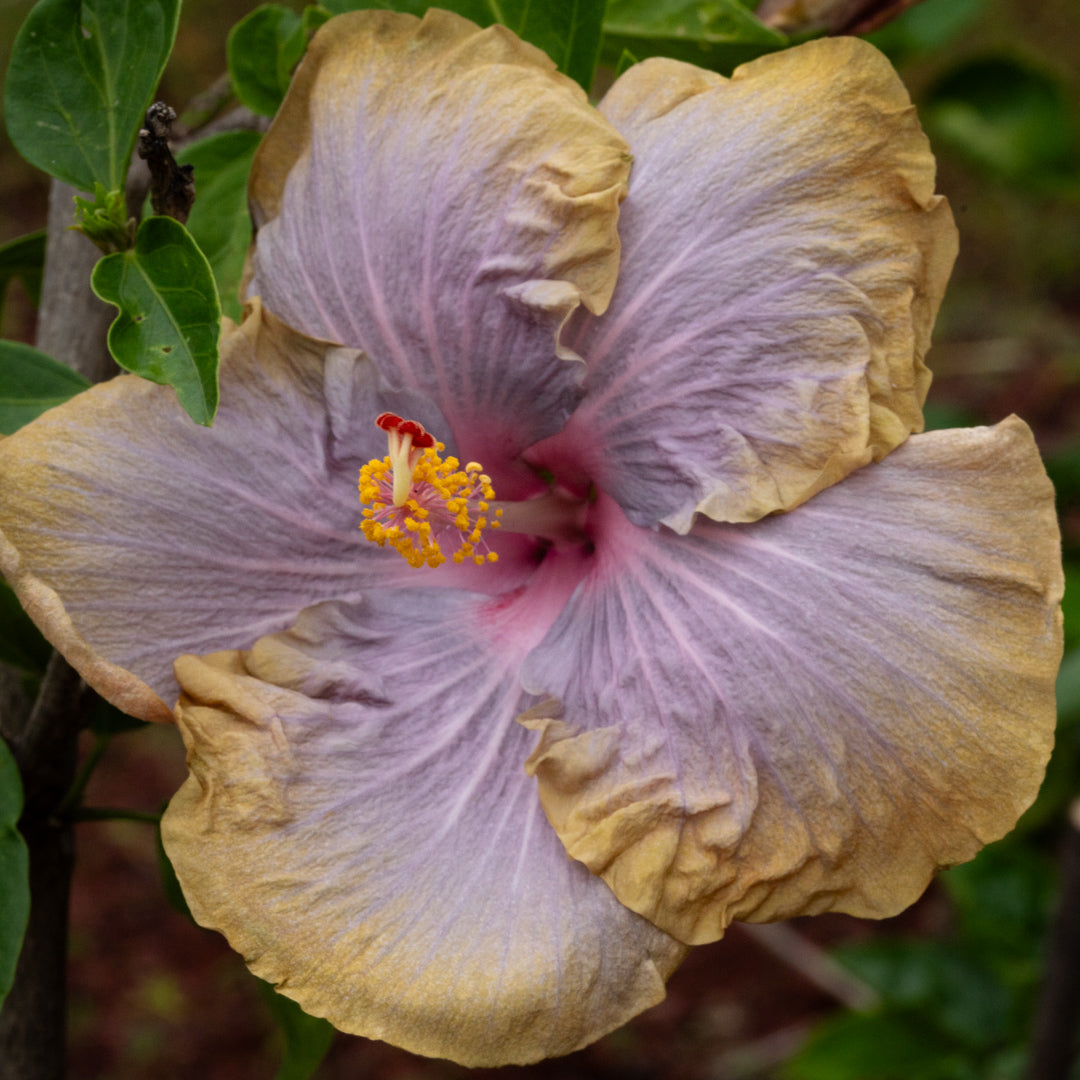 HKH Lavender Springs