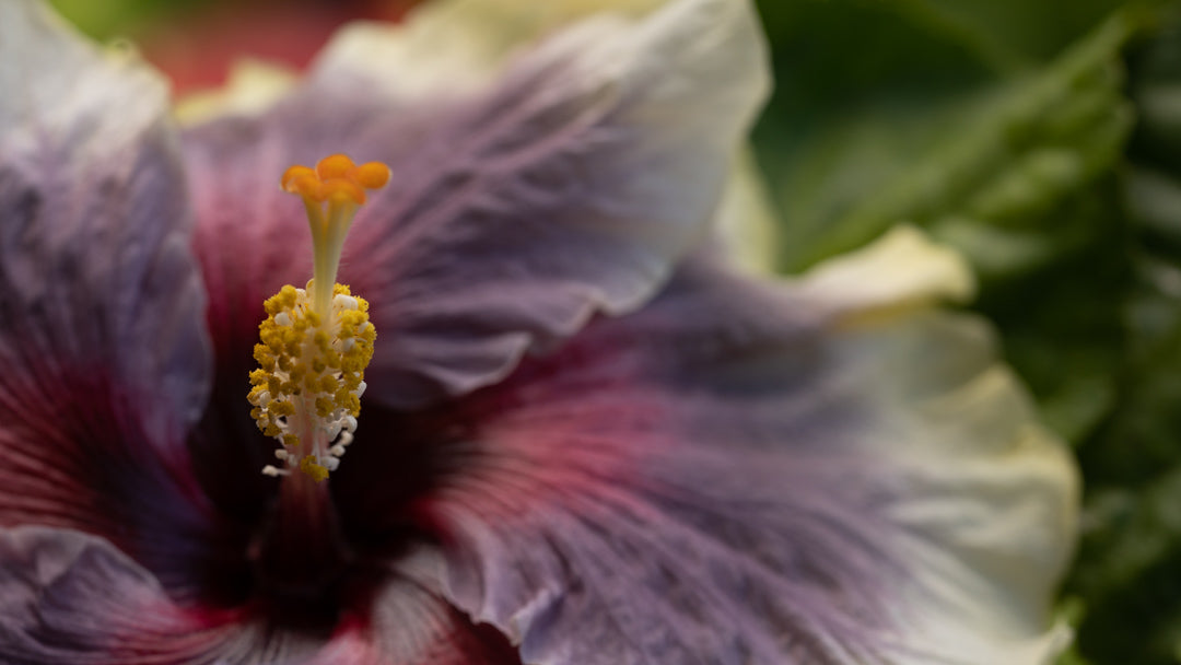 Hibiscus